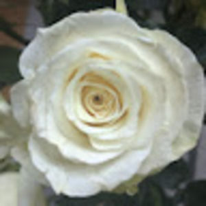 Meet your Posher, Alicia